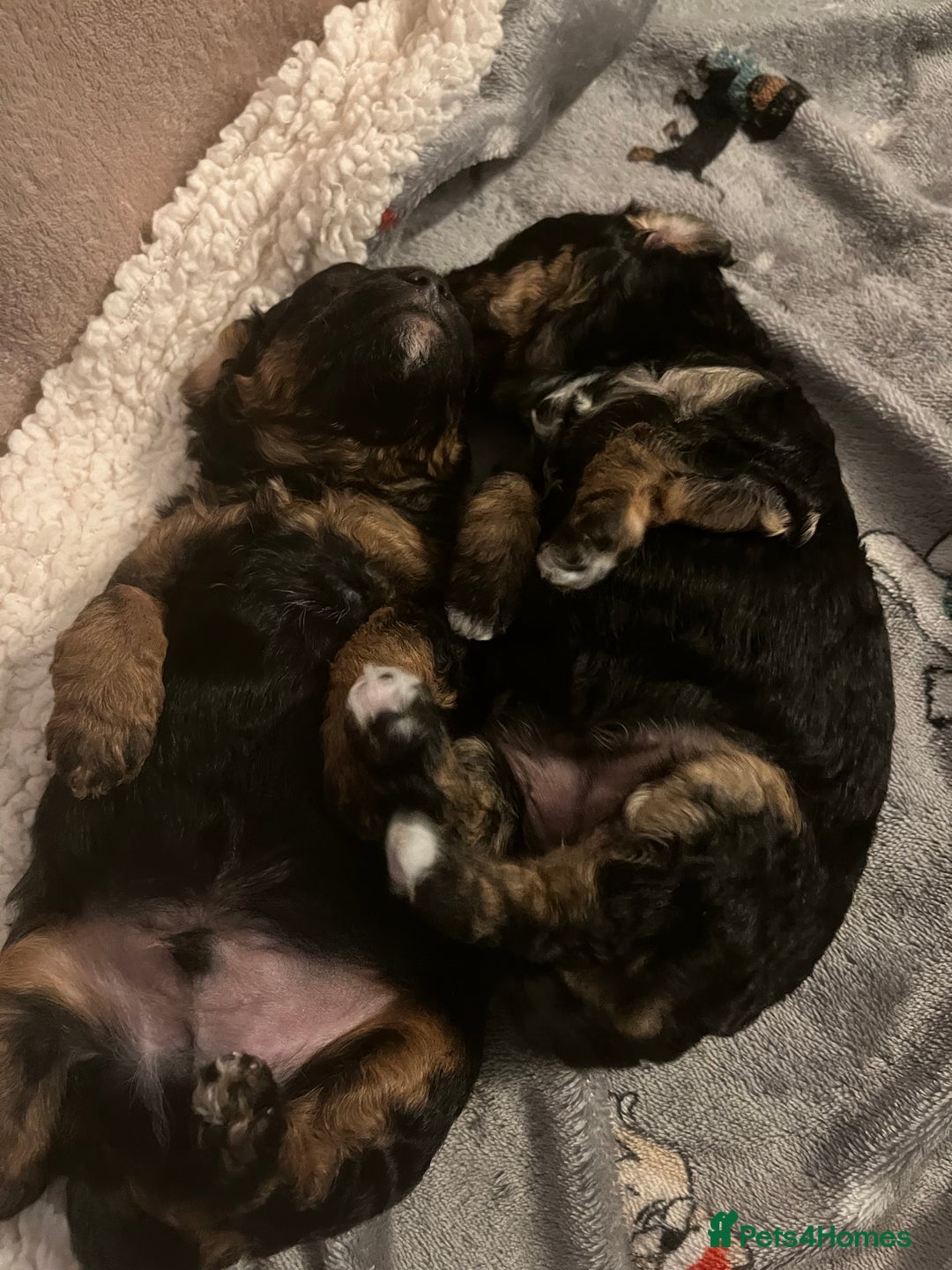 Jackapoo dogs for sale: Adorable (85% Toy Poodle) Jackapoo pups  - Image 4