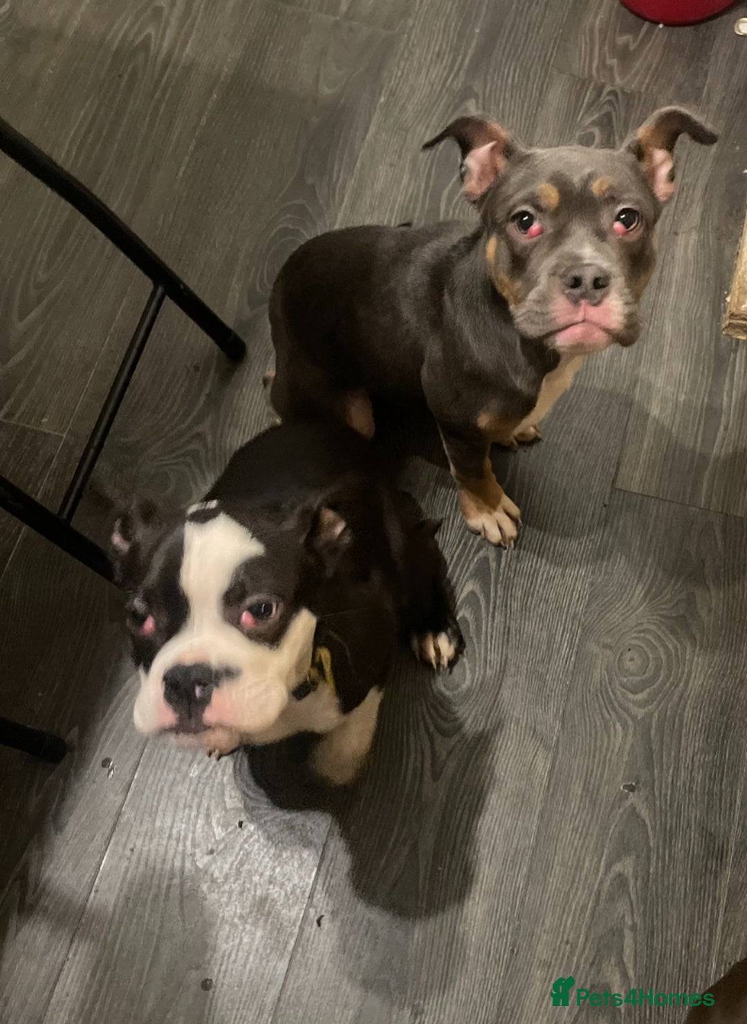 Mixed Breed dogs for sale: 2 mixed breed pups  - Image 1