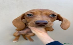 Miniature Dachshund dogs for sale: FOUR MINIATURE DACHSHUNDS PUPPIES FOR SALE - Image 10