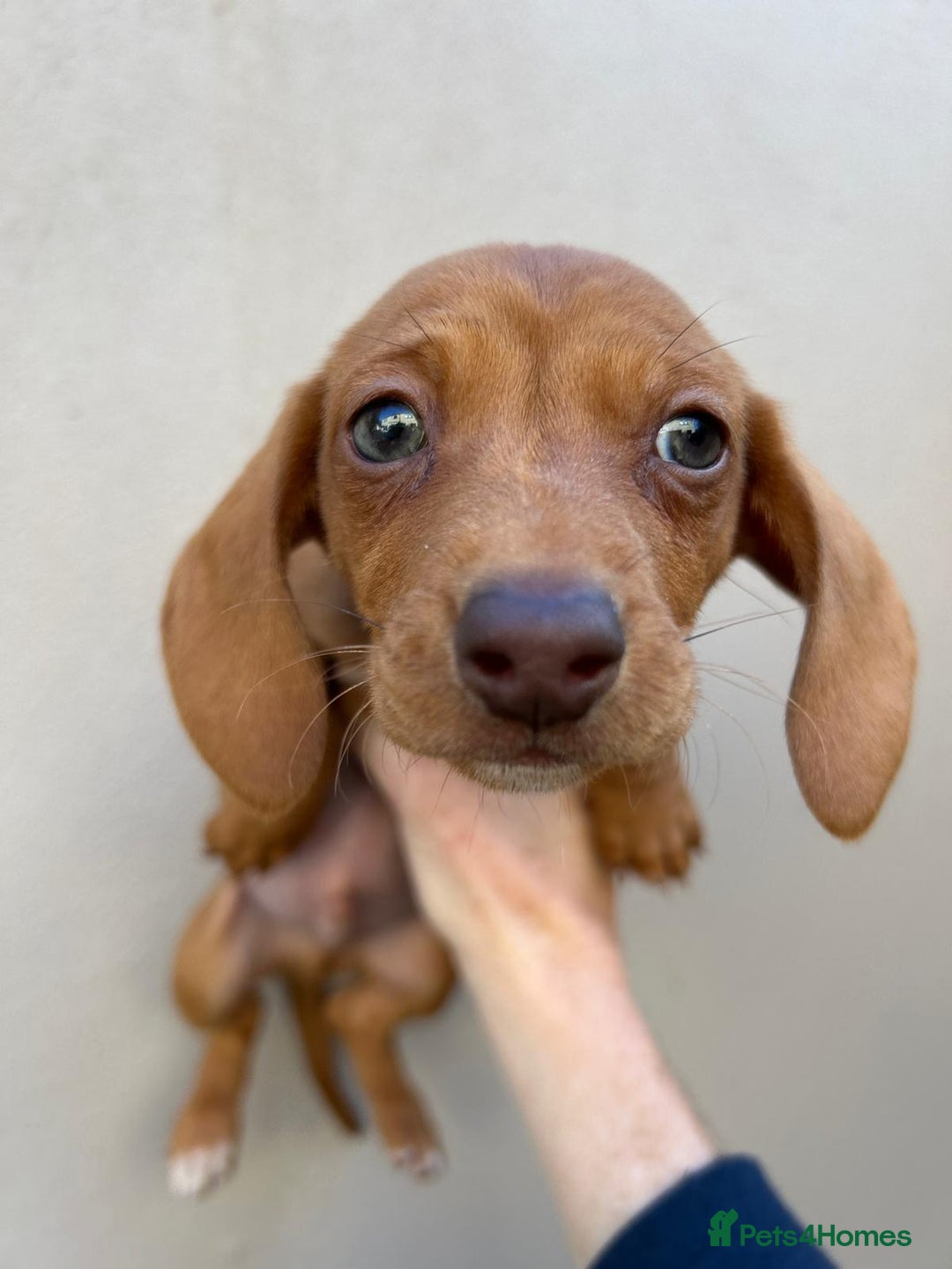 Miniature Dachshund dogs for sale: FOUR MINIATURE DACHSHUNDS PUPPIES FOR SALE - Image 10