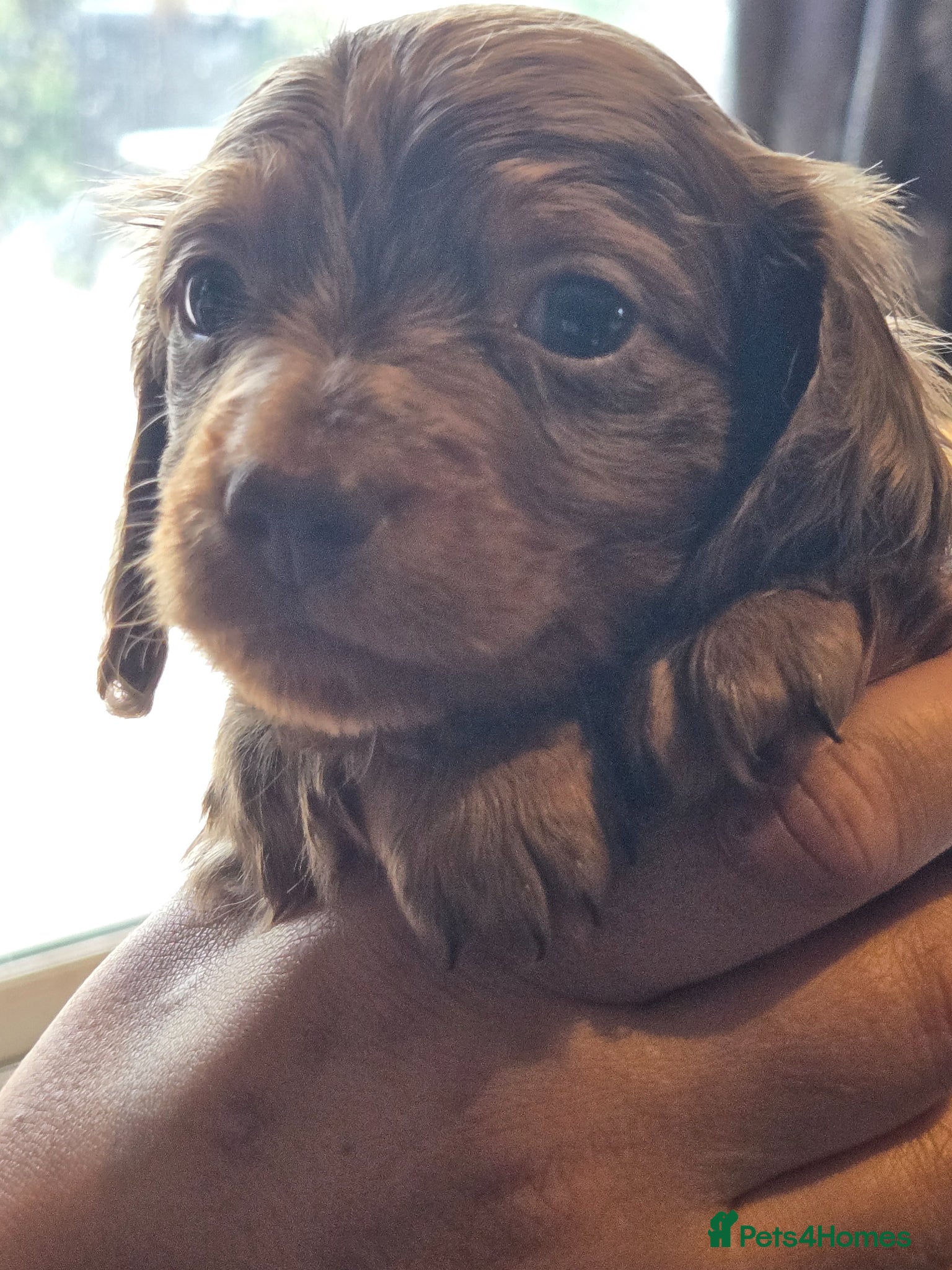 Dachshund dogs for sale: 5 gorgeous dachshund puppies for loving homes in Ludlow - Advert 24