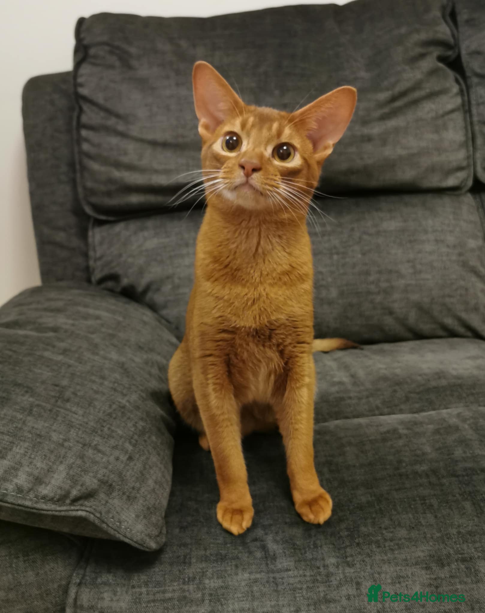 Abyssinian cats 🥰Active TICA registered Abyssinian male 🐈‍⬛  - Advert 2