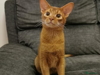 Abyssinian cats 🥰Active TICA registered Abyssinian male 🐈⬛ - Advert 2