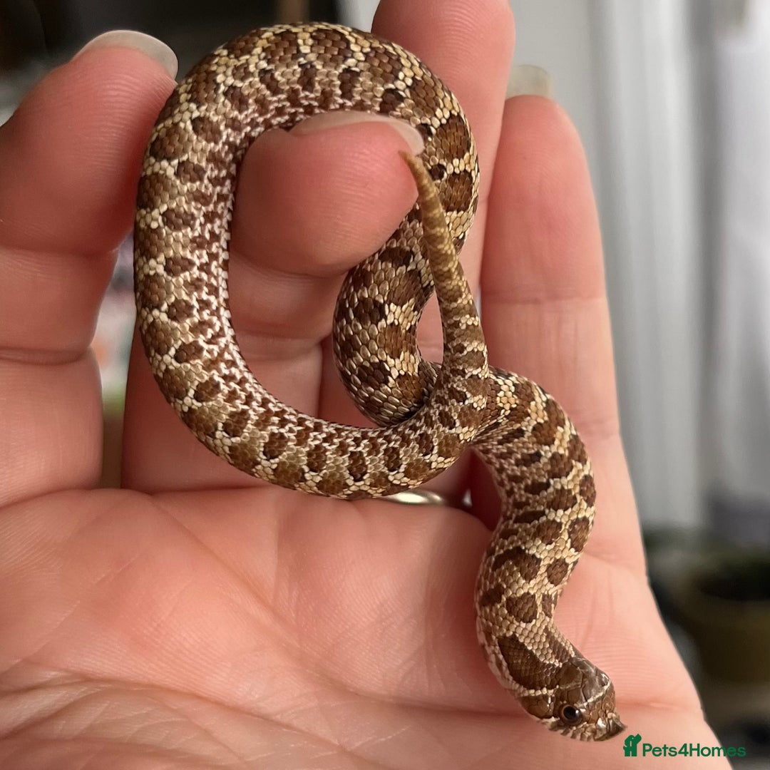 Snake reptiles for sale: Various Western Hognoses - Advert 9