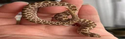 Snake reptiles for sale: Various Western Hognoses - Advert 11