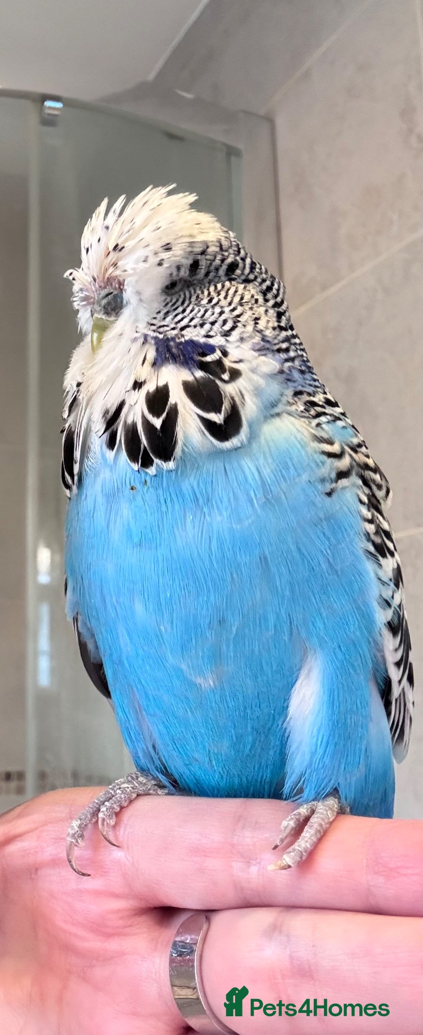 Budgerigars birds Rare Hand Reared Big Exhibition Budgie  - Advert 1