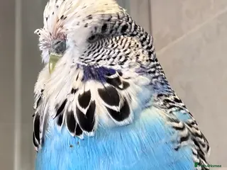 Budgerigars birds Rare Hand Reared Big Exhibition Budgie - Advert 1