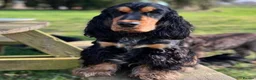 Cocker Spaniel dogs for sale: Cocker Spaniel Show Type - Advert 10