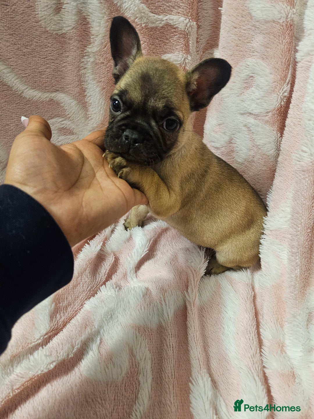 French Bulldog dogs for sale:   HIGH DNA FOR THE LOW ££ BR frenchie boys - Advert 5