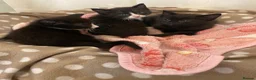 Mixed Breed cats for sale: Kittens for sale  - Advert 5