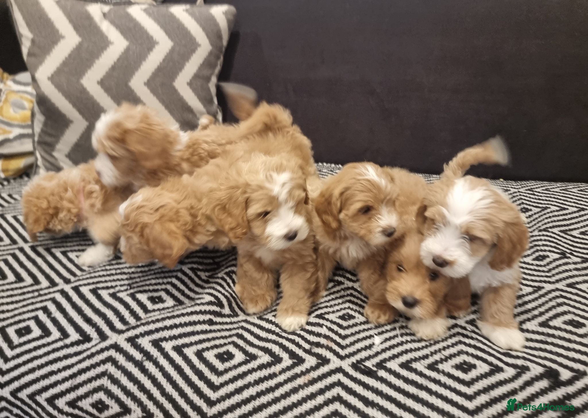 Maltipoo dogs Beautiful Maltipoochons puppies ready to leave - Advert 1