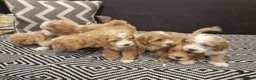 Maltipoo dogs for sale: Beautiful Maltipoochons puppies ready to leave - Advert 1