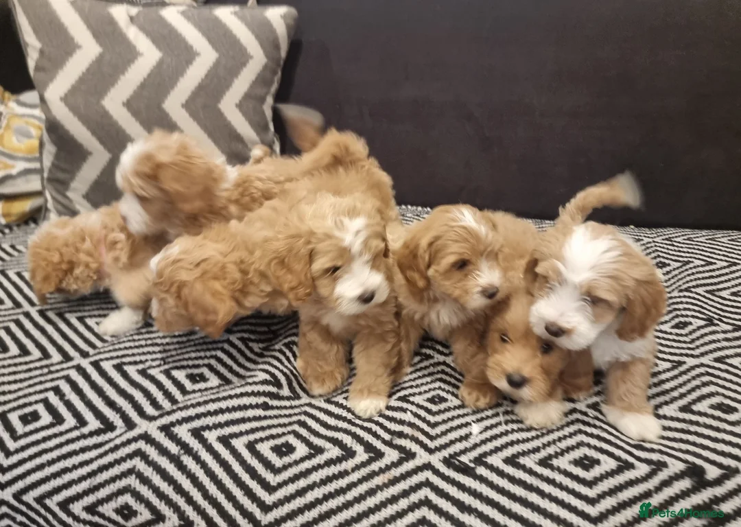 Maltipoo dogs for sale: Beautiful Maltipoochons puppies ready to leave - Advert 1