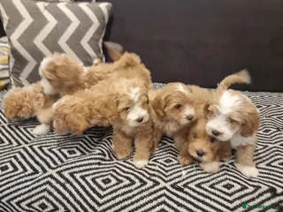 Maltipoo dogs Beautiful Maltipoochons puppies £1700 ONO - Advert 1