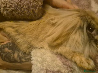 Mini Lion Lop rabbits Mini Lion Lop Buck Rehoming - Advert 3