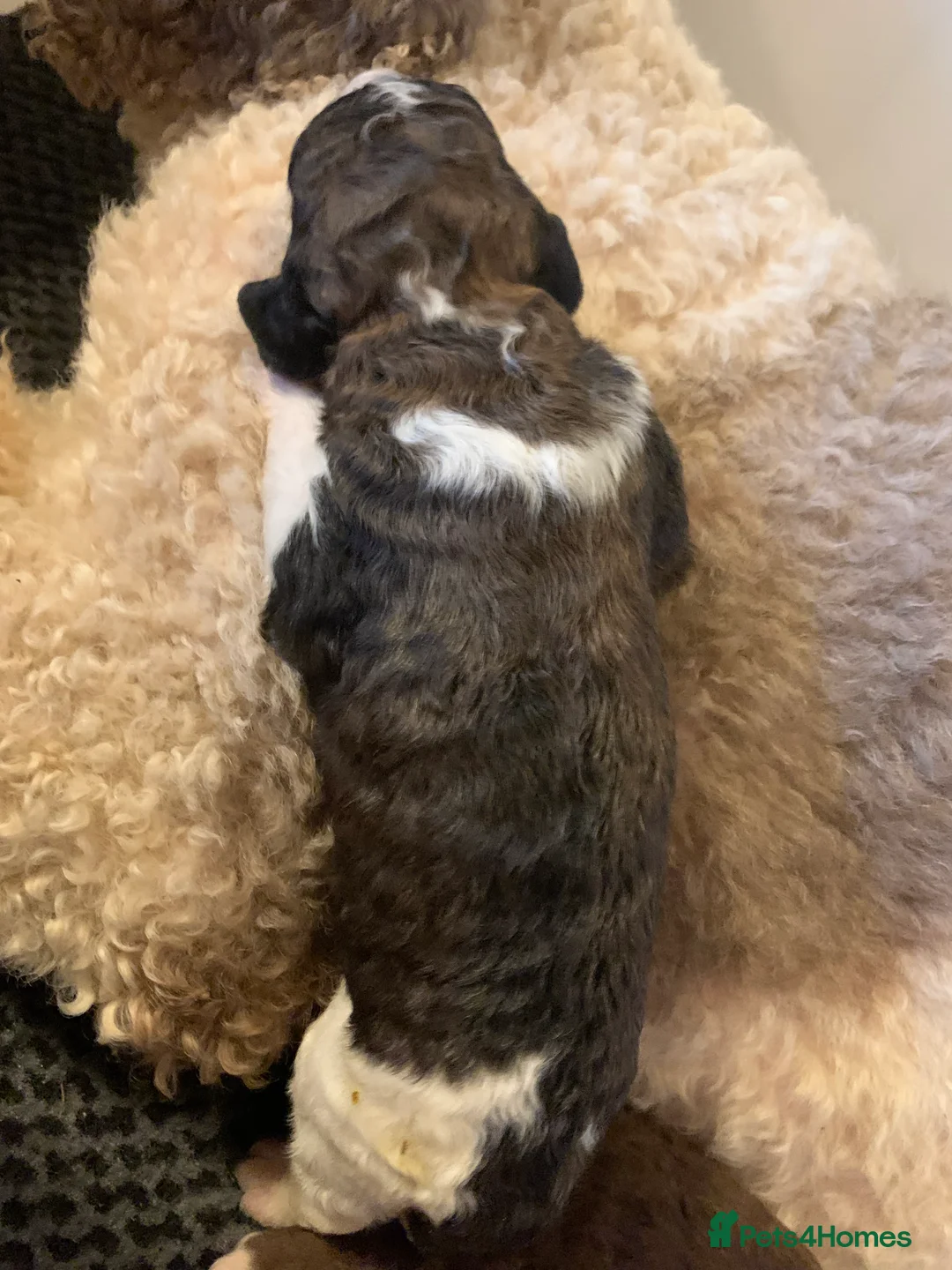 Bernedoodle dogs for sale: Tri Colour, Choc White, Standard Bernedoodle - Advert 3