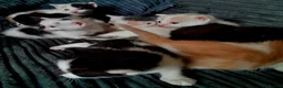 Mixed Breed cats for sale: 11 Adorable kittens 🐾 in Birmingham - Advert 6