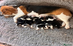 Beagle dogs for sale: Gorgeous beagles KC registered  - Image 20