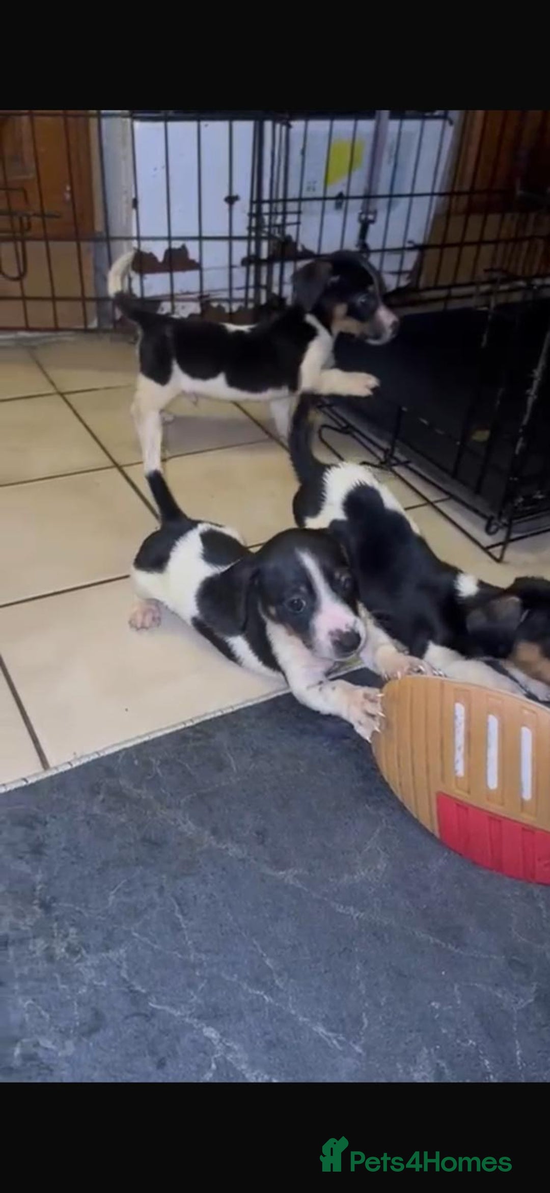 Mixed Breed dogs for sale: Adorable Dachshund x Jack Russell pups - Advert 4