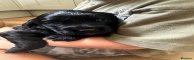 Cocker Spaniel 3