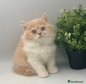 British Shorthair cream bi colour LH