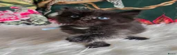 Ragdoll cats for sale: Sweet Blue-eyed Ragdoll Kittens  - Advert 7
