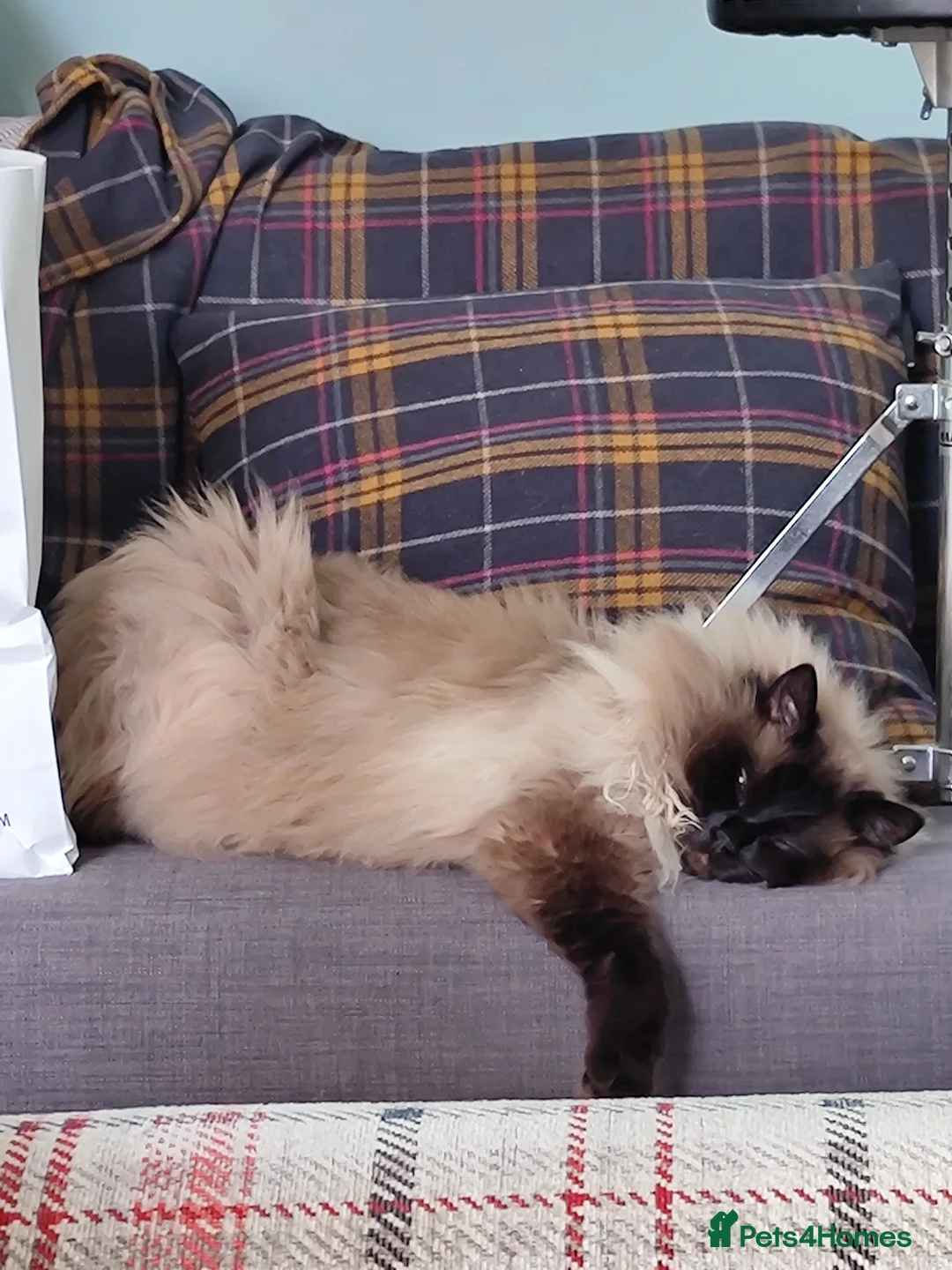 Ragdoll cats for sale: Male ragdoll looking for loving home - Advert 25
