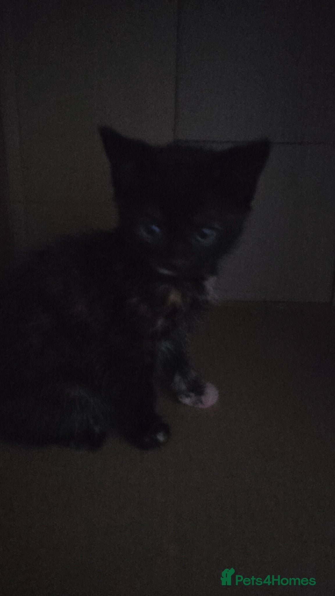Mixed Breed cats for sale: Lovely 2 girl kittens 😸 😍  - Advert 4