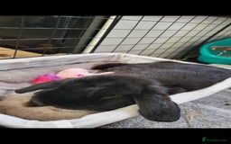Mini Lop rabbits for sale: Black Male Mini Lop - Image 7