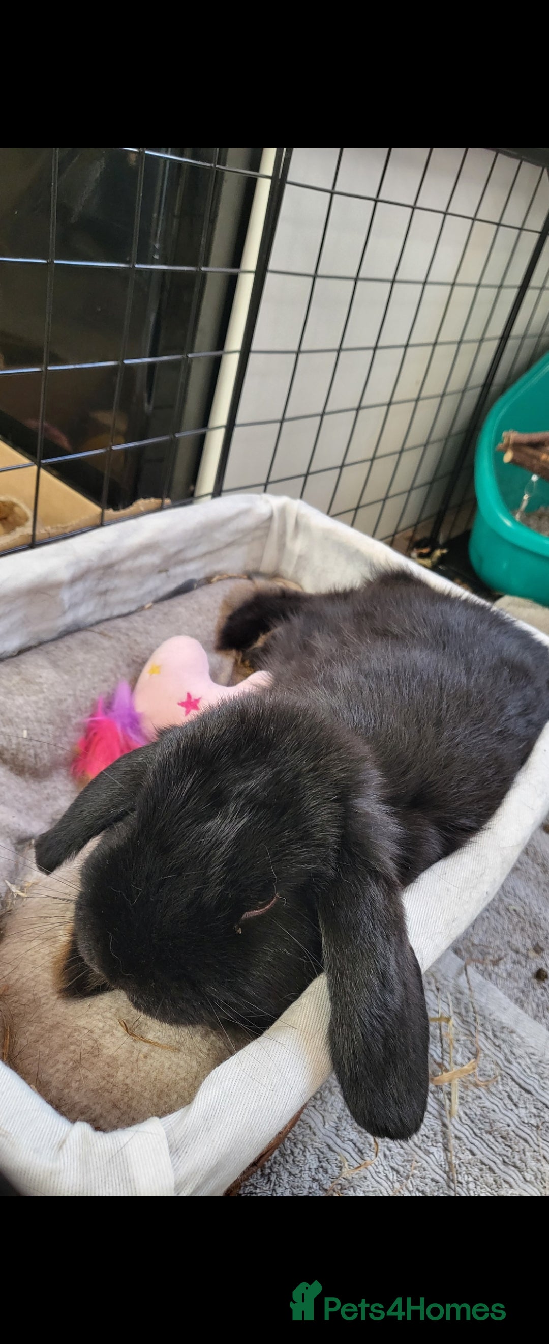 Mini Lop rabbits for sale: Black Male Mini Lop - Image 7