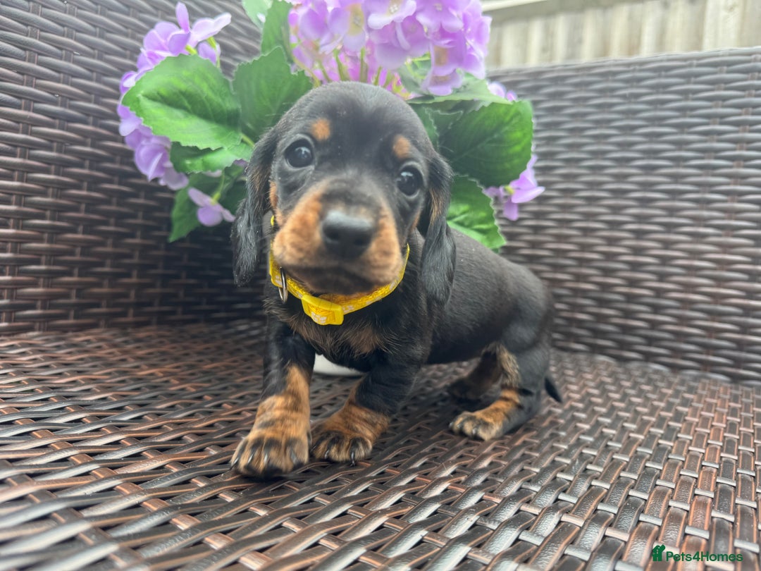 Miniature Dachshund dogs for sale: Reduced*KC, PRA clear mini Dachshund puppies - Image 17