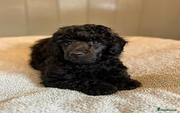 Toy Poodle dogs for sale: Our gorgeous and rare coloured toy poodles - Image 5