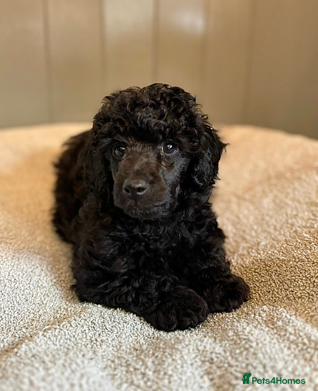 Toy Poodle dogs for sale: Our gorgeous and rare coloured toy poodles - Image 5