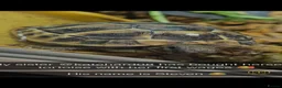 Hermann Tortoise reptiles for sale: Hermann tortoise with full setup in Grimsby - Advert 2