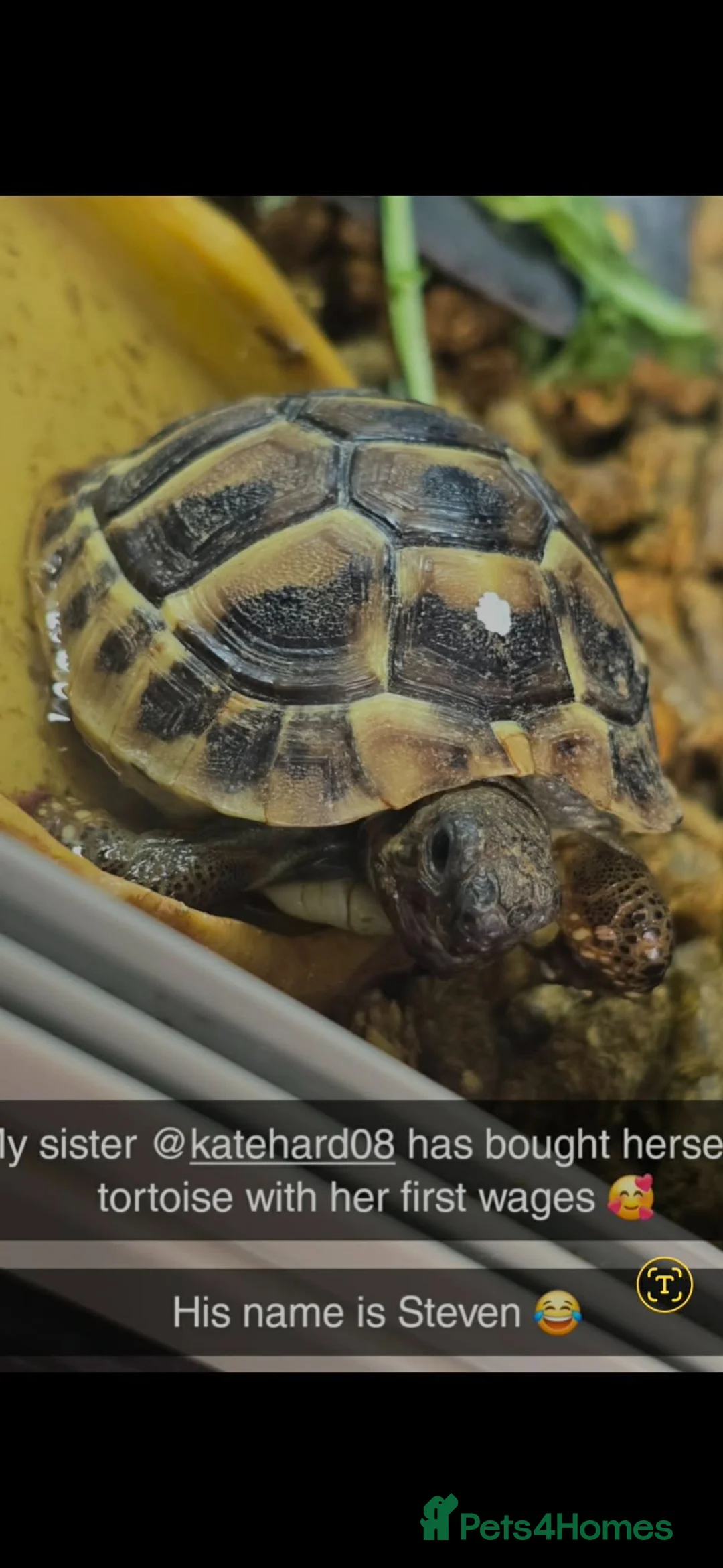Hermann Tortoise reptiles for sale: Hermann tortoise with full setup in Grimsby - Advert 2