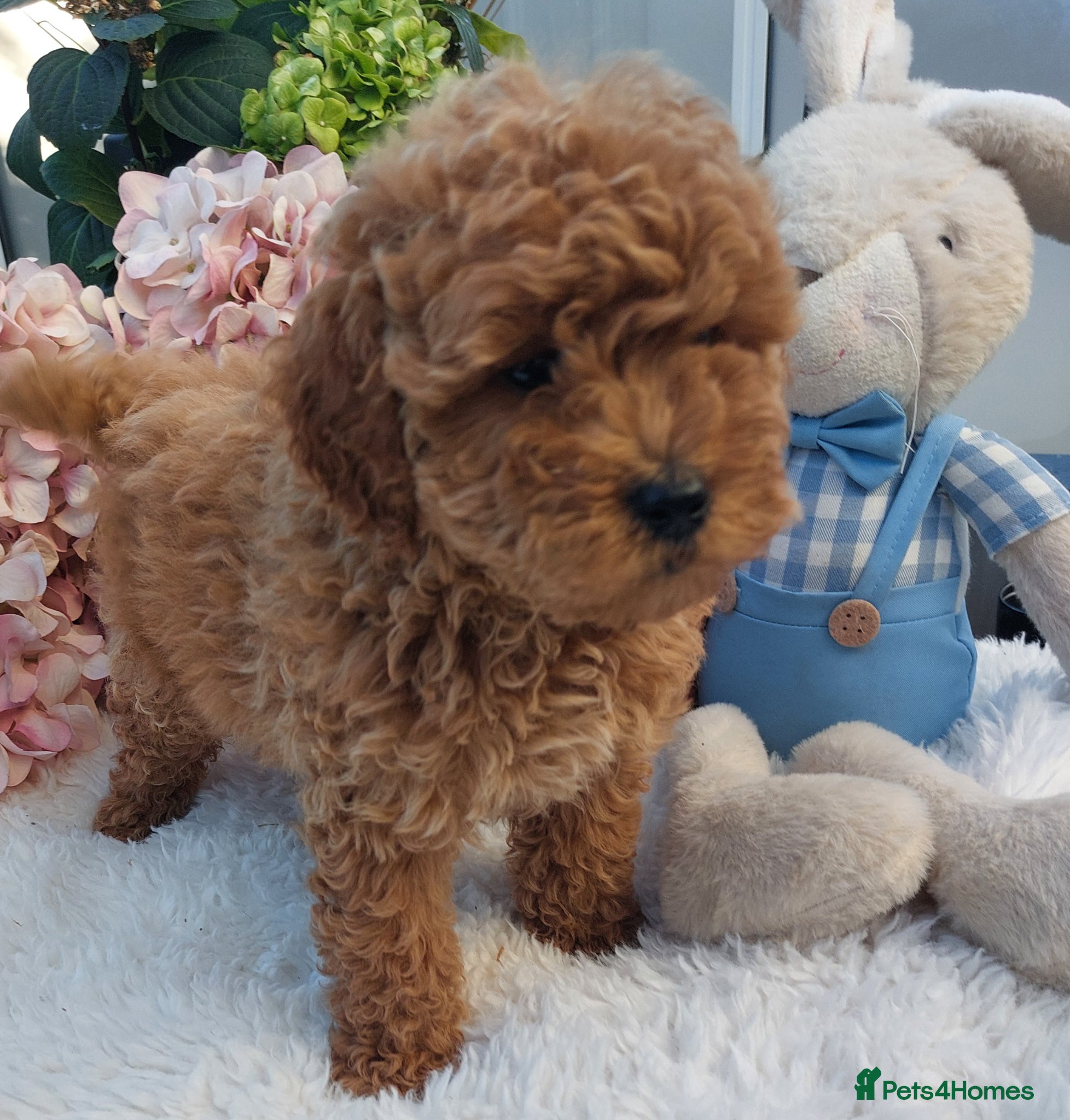 Cockapoo dogs Vet/Health checked Fox Red ockerpoo Puppies F1 - Advert 1