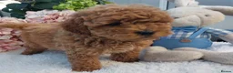 Cockapoo dogs for sale: Vet/Health checked Fox Red ockerpoo Puppies F1 - Advert 5
