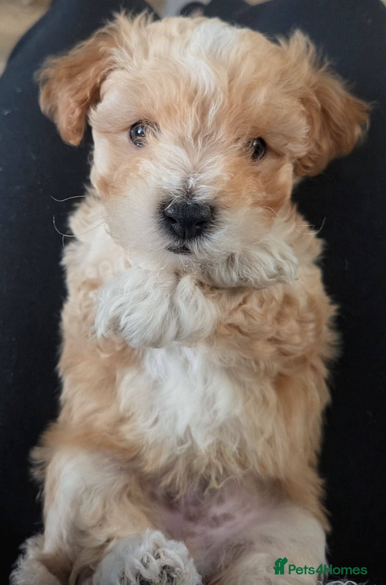 Maltipoo dogs Maltipoo - Advert 9