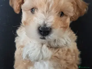 Maltipoo dogs Tiny Maltipoo 😍🐕🐕🥰 - Advert 4