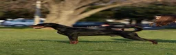 Dobermann dogs for sale:     ✨Carefully Planned KC Registered litter ✨  - Advert 8