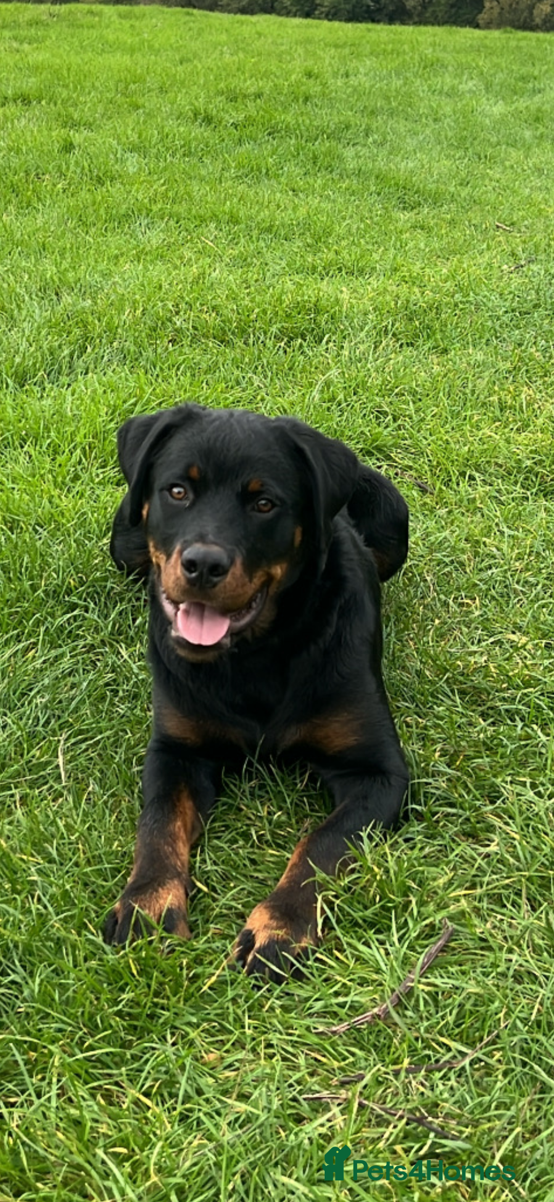 Staffordshire Bull Terrier dogs for sale: KC Rottweiler male  - Advert 3