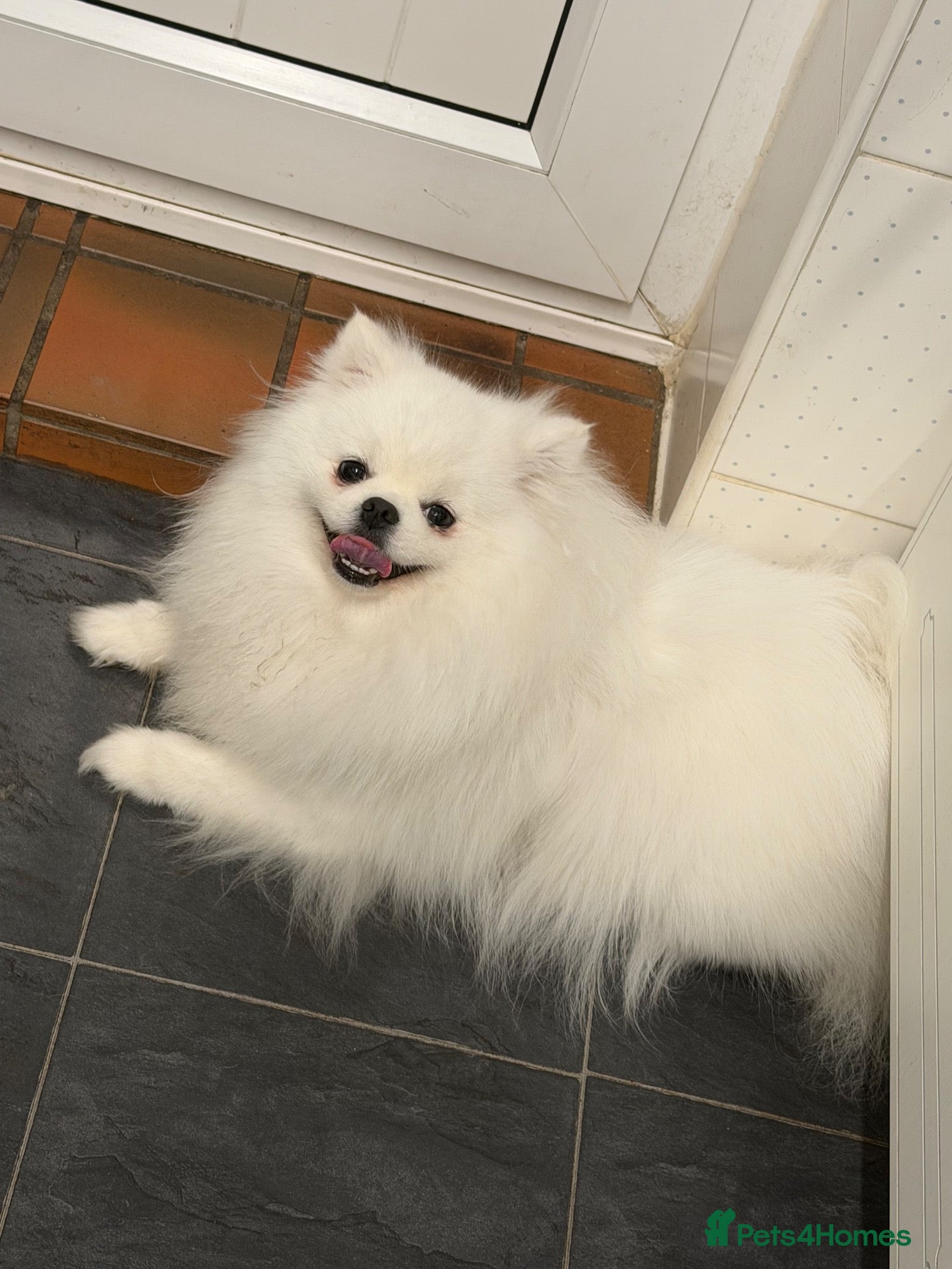 Pomeranian dogs Incredible Teddy Bear Pom Girl One in a Million  - Advert 1