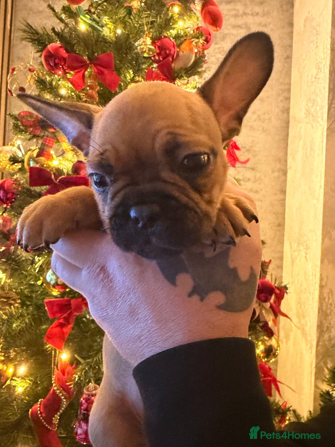 French Bulldog dogs for sale: READY NOW🐾 4 beautiful girls  - Advert 19