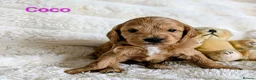 Cockapoo dogs for sale: F1B fully DNA checked Cockerpoo puppies .  - Advert 4