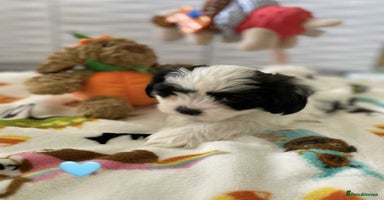 Malshi dogs - Advert 12