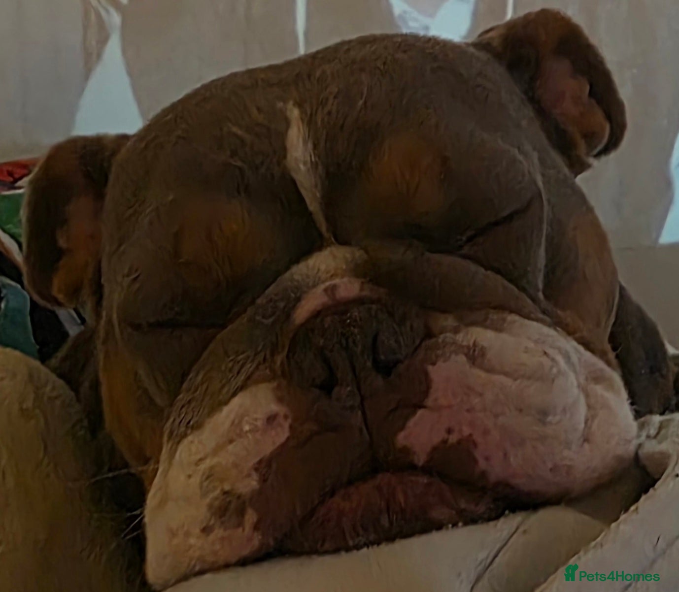 English Bulldog dogs Brown and Tan pedigree English Bulldog - Advert 3