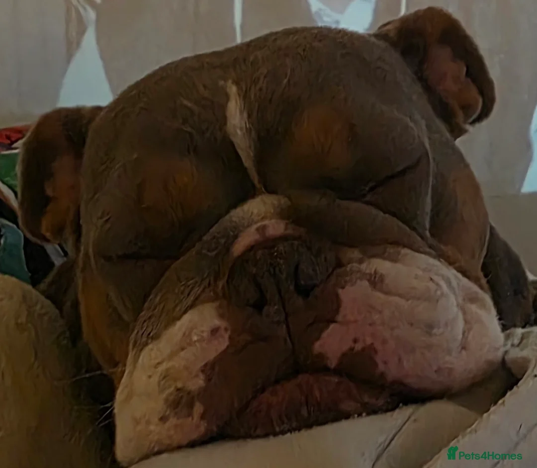 English Bulldog dogs for sale: Brown and Tan pedigree English Bulldog - Advert 1