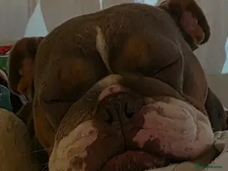 English Bulldog dogs Brown and Tan pedigree English Bulldog - Advert 11