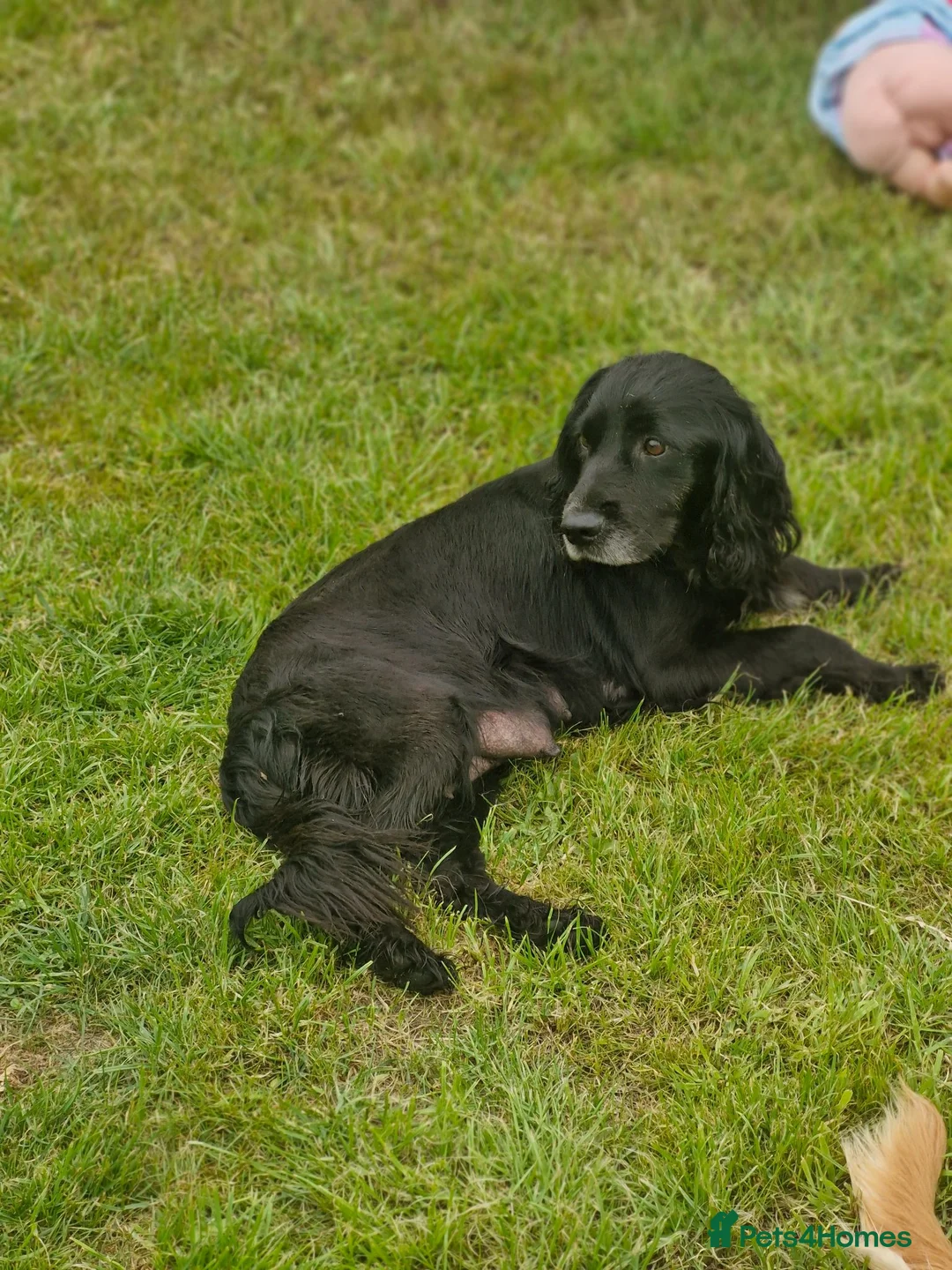 Cocker Spaniel dogs for sale: Cocker spaniel  - Advert 2