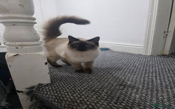 Ragdoll cats for sale: Beautiful Seal Point Ragdoll Male - Image 5